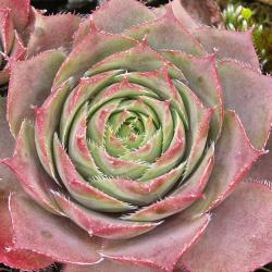 Sempervivum - Dachwurz - Hauswurz